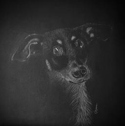 Shadow drawing of a realistic dog